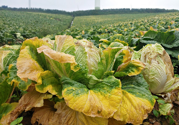 25일 강원 태백 매봉산 재배단지의 고랭지 배추가 잦은 비에 썩어가고 있다. 2021.8.25  연합뉴스
