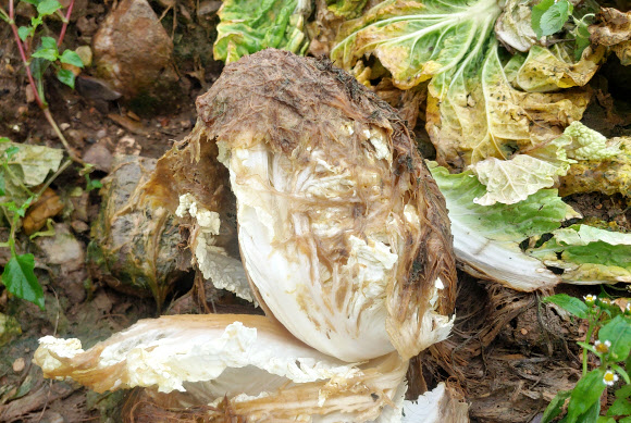 25일 강원 태백 매봉산 재배단지의 고랭지 배추가 잦은 비에 썩어가고 있다. 2021.8.25  연합뉴스