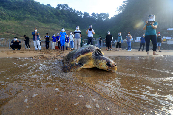 26일 오전 제주 서귀포시 중문색달해변에서 해양수산부 주최로 열린 ‘바다거북 방류행사’에서 한화 아쿠아플라넷 관계자들이 바다거북들을 바다로 돌려보내고 있다. 2021.8.26  연합뉴스