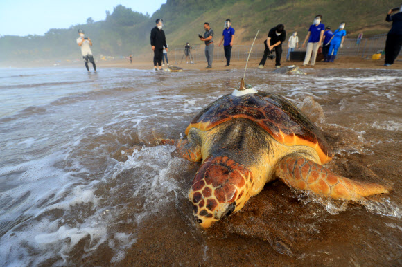 26일 오전 제주 서귀포시 중문색달해변에서 해양수산부 주최로 열린 ‘바다거북 방류행사’에서 한화 아쿠아플라넷 관계자들이 바다거북들을 바다로 돌려보내고 있다. 2021.8.26  연합뉴스