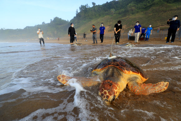 26일 오전 제주 서귀포시 중문색달해변에서 해양수산부 주최로 열린 ‘바다거북 방류행사’에서 한화 아쿠아플라넷 관계자들이 바다거북들을 바다로 돌려보내고 있다. 2021.8.26  연합뉴스