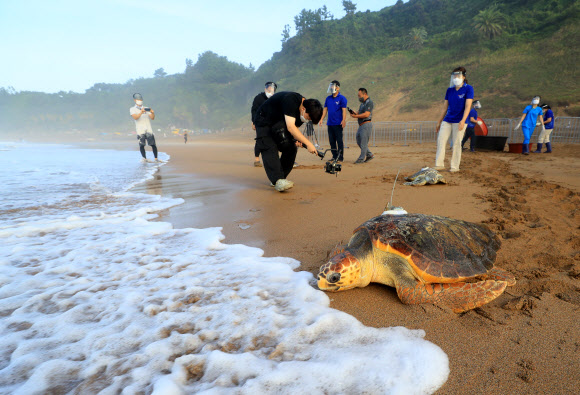 26일 오전 제주 서귀포시 중문색달해변에서 해양수산부 주최로 열린 ‘바다거북 방류행사’에서 한화 아쿠아플라넷 관계자들이 바다거북들을 바다로 돌려보내고 있다. 2021.8.26  연합뉴스