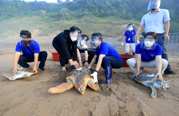 26일 오전 제주 서귀포시 중문색달해변에서 해양수산부 주최로 열린 ‘바다거북 방류행사’에서 한화 아쿠아플라넷 관계자들이 바다거북들을 바다로 돌려보내고 있다. 2021.8.26  연합뉴스