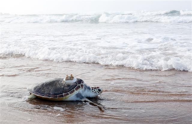 26일 오전 제주 서귀포시 중문색달해수욕장에서 해양수산부 주최로 열린 바다거북 방류행사에서 방류된 바다거북 한마리가 백사장을 지나 바다로 향하고 있다. 이날 방류된 바다거북은 푸른바다거북 3마리, 붉은바다거북 3마리 등 2종이다. 2021.8.26 뉴스1