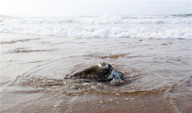 26일 오전 제주 서귀포시 중문색달해수욕장에서 해양수산부 주최로 열린 바다거북 방류행사에서 방류된 바다거북 한마리가 백사장을 지나 바다로 향하고 있다. 이날 방류된 바다거북은 푸른바다거북 3마리, 붉은바다거북 3마리 등 2종이다. 2021.8.26 뉴스1