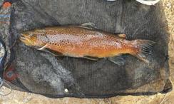 환경부가 생태계교란생물로 추가 지정한 ‘브라운송어’. 환경부 제공