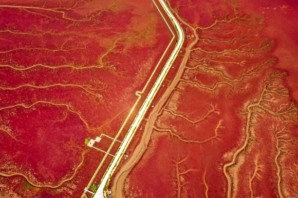 This aerial photo taken on August 27, 2021 shows a view of the Red Beach, so named due to the suaeda salsa plant which grows across the marshland landscape, in Panjin, China‘s northeastern Liaoning province. (Photo by STR / AFP) / China OUT/2021-08-30 14:09:54/ <연합뉴스