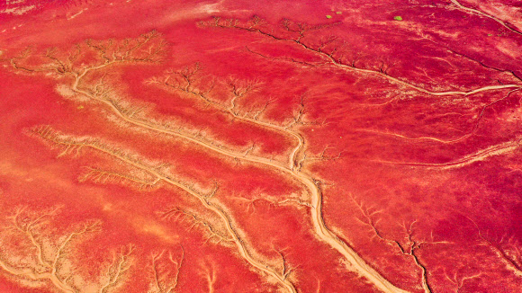 This aerial photo taken on August 27, 2021 shows a view of the Red Beach, so named due to the suaeda salsa plant which grows across the marshland landscape, in Panjin, China‘s northeastern Liaoning province. (Photo by STR / AFP) / China OUT/2021-08-30 14:09:10/ <연합뉴스