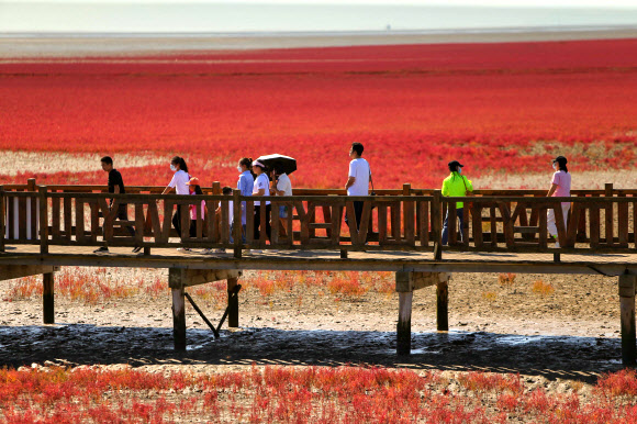 붉은 해변을 찾은 사람들이 27일(현지시간) 중국 북동부 판진에 있는 습지대의 나무 산책로에서 수아에다 살사(Suaeda salsa)가 진홍색으로 물들은 풍경을 바라보고 있다. AFP 연합뉴스
