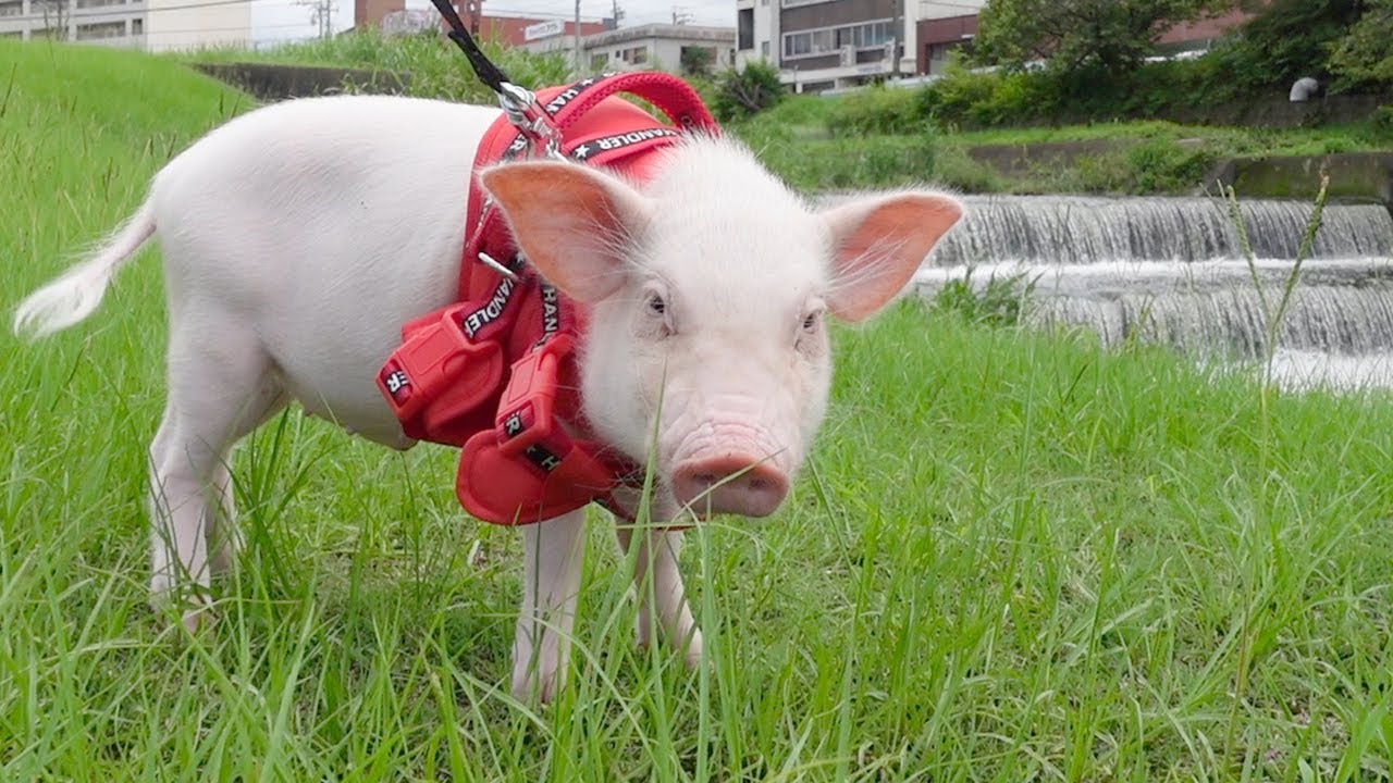 유튜브 ‘100일 후에 먹히는 돼지’ 채널