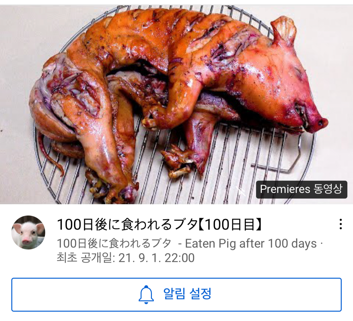 유튜브 ‘100일 후에 먹히는 돼지’ 채널의 100일째 되는 9월 1일 올라온 예고 영상. 돼지 통구이 이미지가 썸네일로 올라왔다. 다만 이날 오후 3시 현재까지 영상이 공개되지 않아 실제 잡아먹는지 여부는 확인되지 않았다.