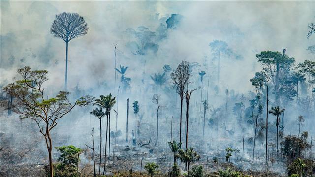 아마존과 동남아시아 열대우림은 무차별적인 벌목이 이뤄지고 있다. 최근 열대우림의 잦은 산불도 이 같은 벌목 때문인 것으로 알려져 있다. 사이언스·그린피스 제공