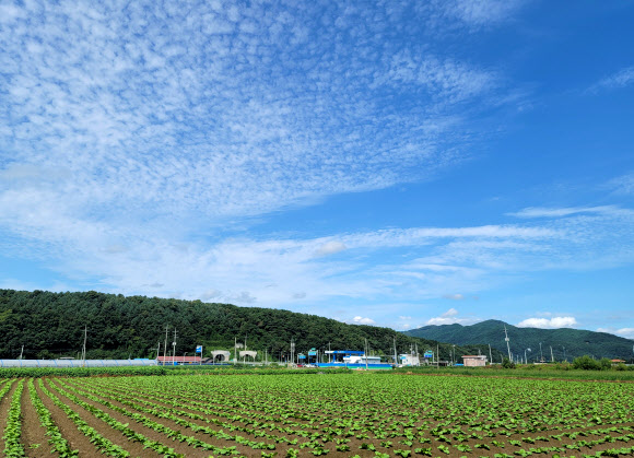 배추밭 위로 펼쳐진 가을 하늘