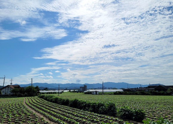 배추밭 위로 펼쳐진 가을 하늘