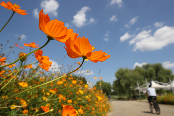 파란 가을 하늘 아래