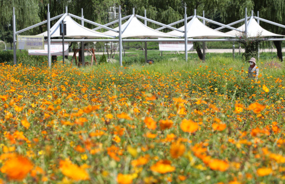 안양천에 활짝 핀 황화코스모스