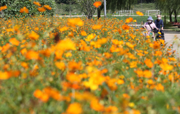 안양천에 활짝 핀 황화코스모스