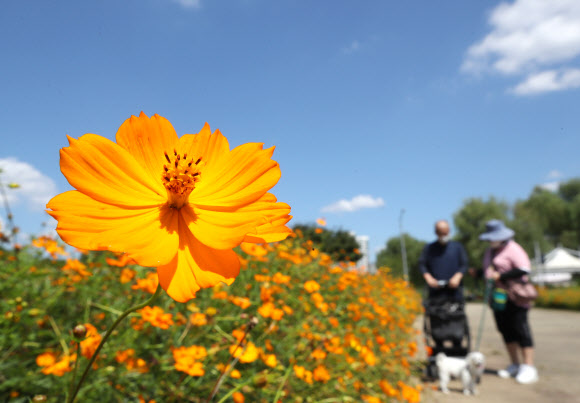 안양천에 활짝 핀 황화코스모스