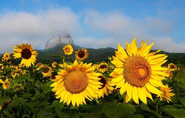 ‘마이산 밑에 활짝 핀 해바라기’