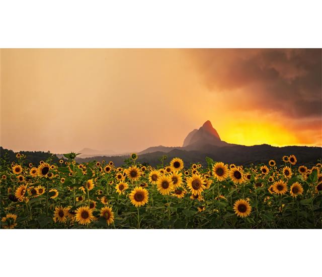 마이산 보며 활짝 핀 해바라기