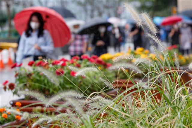 완연한 가을에 접어드는 절기 ‘백로’(白露)인 7일 오전 서울 중구 청계광장에 있는 수크령 너머로 우산 쓴 시민들이 출근하고 있다. 2021.9.7 뉴스1