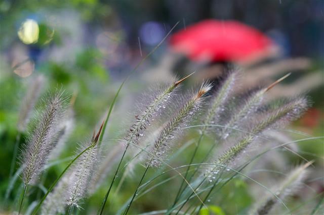 완연한 가을에 접어드는 절기 ‘백로’(白露)인 7일 오전 서울 중구 청계광장에 있는 수크령에 물방울이 맺혀 있다. 2021.9.7 뉴스1