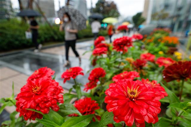 완연한 가을에 접어드는 절기 ‘백로’(白露)인 7일 오전 서울 중구 청계광장에서 우산 쓴 시민들이 출근하고 있다. 2021.9.7 뉴스1