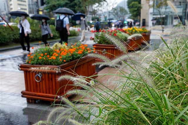 완연한 가을에 접어드는 절기 ‘백로’(白露)인 7일 오전 서울 중구 청계광장에 있는 수크령 너머로 우산 쓴 시민들이 출근하고 있다. 2021.9.7 뉴스1