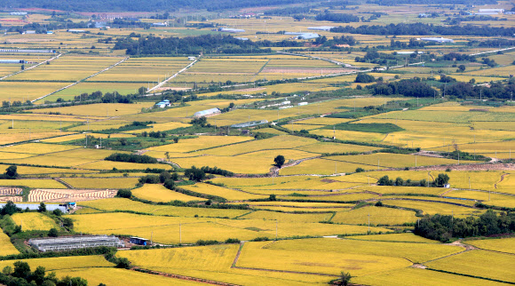 본격적인 가을에 접어든 9일 강원 철원군 소이산 정상에서 바라본 철원평야가 황금빛으로 물들고 있다. 2021.9.9  연합뉴스