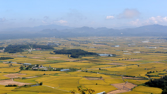 본격적인 가을에 접어든 9일 강원 철원군 소이산 정상에서 바라본 철원평야가 황금빛으로 물들고 있다. 2021.9.9  연합뉴스