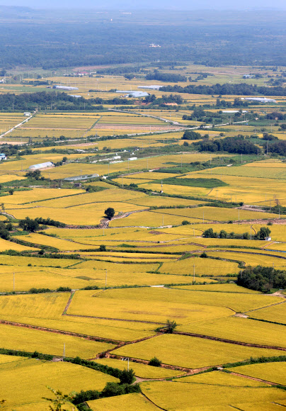 본격적인 가을에 접어든 9일 강원 철원군 소이산 정상에서 바라본 철원평야가 황금빛으로 물들고 있다. 2021.9.9  연합뉴스