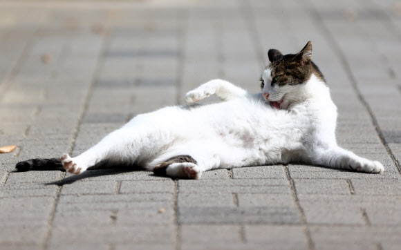 ‘한국 고양이의 날’인 9일 서초구 방아다리 근린공원에 길고양이가 그루밍을 하고 있다. 사진은 기사 내용과 관련 없음. 2021.9.9  연합뉴스