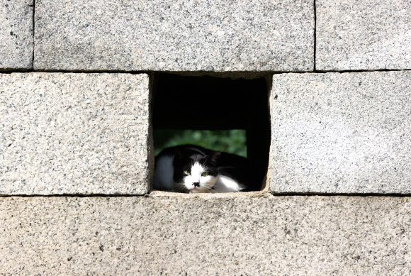 ‘한국 고양이의 날’인 9일 종로구 한양도성 성곽에 길고양이가 휴식을 취하고 있다. 2021.9.9  연합뉴스
