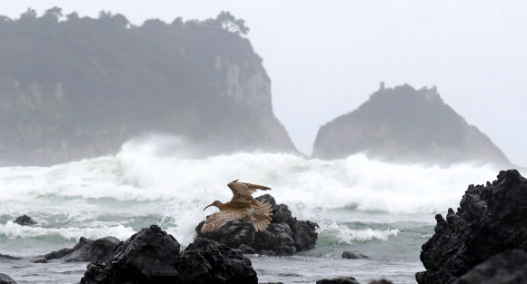 태풍 북상에 거세진 파도