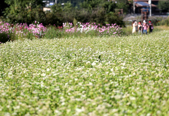 메밀꽃 흐드러지게 핀 평창