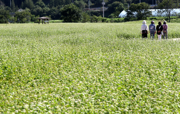 메밀꽃 필 무렵