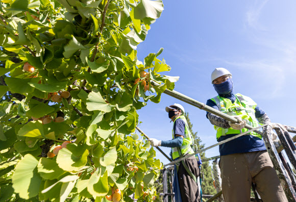 가을불청객 은행열매 채취
