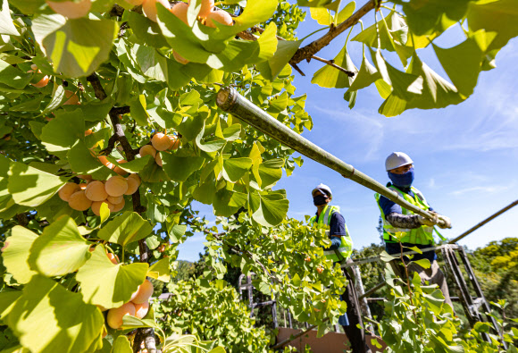 서울시, 악취방지 은행열매 채취