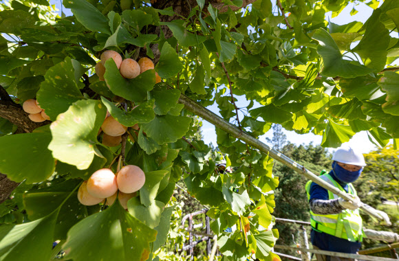 서울시, 악취방지 은행열매 채취