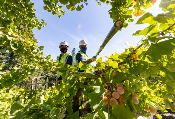 서울시, 악취방지 은행열매 채취