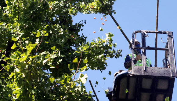 서울시, 악취방지 은행털기