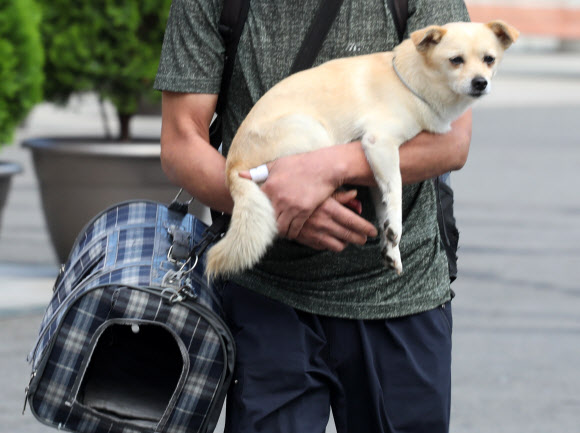 강아지와 집으로