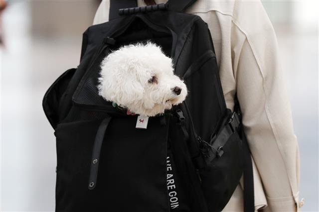 ‘엄마 따라 고향으로’