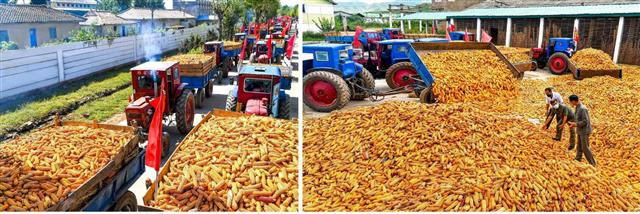 북한 노동당 기관지 노동신문은 18일 “역량을 집중하여 잘 익은 곡식을 제때에” 수확하자고 촉구했다. 신문은 황주군의 농촌들에서 강냉이 가을걷이가 한창이라고 전했다. 평양 노동신문 뉴스1