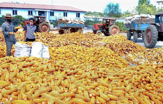 북한 조선노동당 기관지 노동신문은 20일 “모든 역량과 수단을 가을걷이와 낟알 털기에 총집중하자”고 주문했다. 사진은 강냉이(옥수수) 가을걷이를 하는 북한 서흥군.  평양 노동신문 뉴스1
