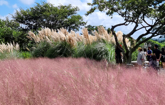 추석을 하루 앞둔 20일 제주 서귀포시 안덕면 카페 마노르블랑에 핑크뮬리가 만개해 입장객 눈길을 사로잡고 있다. 2021.9.20  연합뉴스