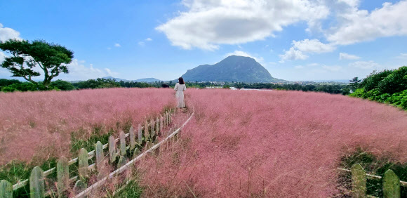 추석을 하루 앞둔 20일 제주 서귀포시 안덕면 카페 마노르블랑에 핑크뮬리가 만개해 입장객 눈길을 사로잡고 있다. 2021.9.20  연합뉴스