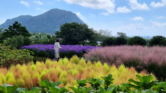 추석을 하루 앞둔 20일 제주 서귀포시 안덕면 카페 마노르블랑에 핑크뮬리가 만개해 입장객 눈길을 사로잡고 있다. 2021.9.20  연합뉴스