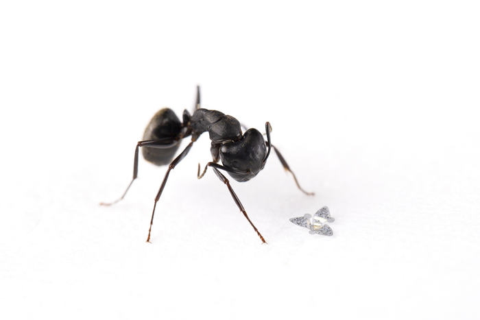 개미보다 작은 초소형 비행체 개발