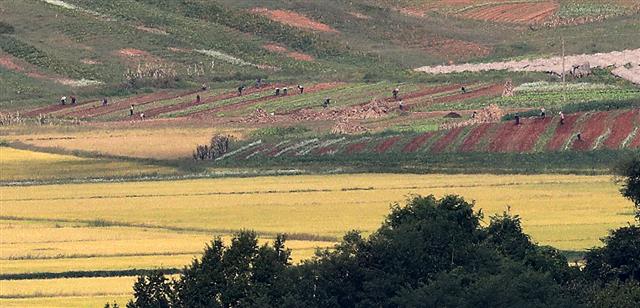 23일 경기도 파주시 접경지역에서 바라본 북한 황해북도 개풍군 탈곡장 인근에서 북한 주민들이 농사일로 분주한 모습을 보이고 있다. 문재인 대통령은 지난 21일 미국 뉴욕에서 열린 제76차 유엔총회 연설에서 “남북미 3자 또는 남북미중 4자가 모여 한반도에서의 전쟁이 종료됐음을 함께 선언하기를 제안한다”고 밝히며 종전선언을 제안했다. 미 국방부는 이에 대해 종전선언 논의에 열려있다는 입장을 밝혔다. 2021.9.23 뉴스1
